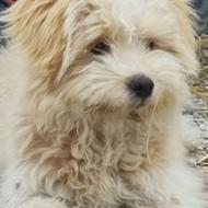 سگ میکس پودل