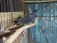 کبوتر زاغ دم سفید در شیپور