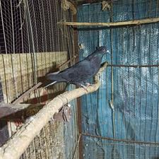 کبوتر زاغ دم سفید