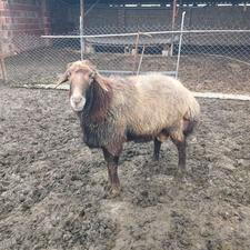 فروش نر تخمی