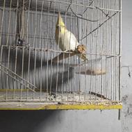 عروس یک ساله نر