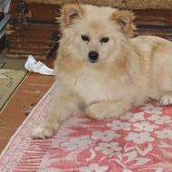 سگ با مزه حرف گوش کن واگذاری