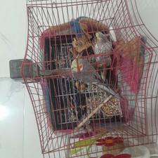 عروس نر ماده