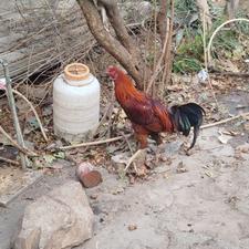 خروس لاری عالی