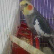 عروس هلندی نر بالغ بازیگوش