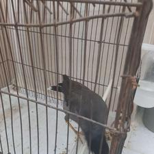 جوجه مینا دستی