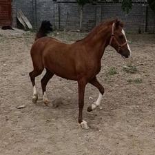 اسب مادیان،