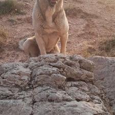 سگ اصیل 17ماهه