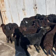 فروش 20 راس بره 7 ماده 13 نر