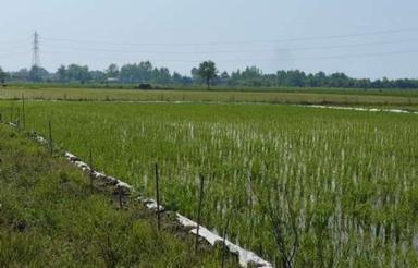 شالیزار برنج