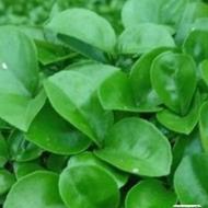 پیش فروش سبزه نارنج