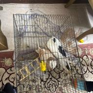 کفتر ماده 3عددپرشی