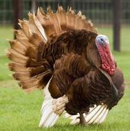 بوقلمو آمریکایی نر ماده تخم گذار درجه یک