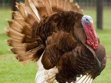 بوقلمو آمریکایی نر ماده تخم گذار درجه یک در شیپور