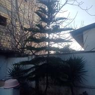 فروش مطبغ زیبا