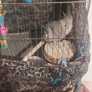 سلام عروس هلندی نر