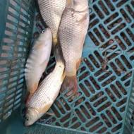 فروش بچه ماهی