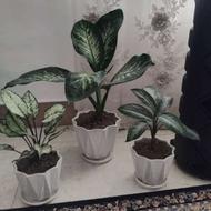 9عددگل وگلدان تمیز