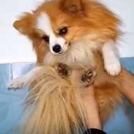 واگذارپامر.پامرانین