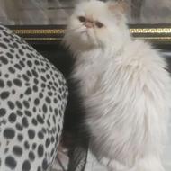 بریتیش پرشین ماده یکسال و سه ماهه با تمامی لوازم فوری فوروشی