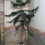 درخت نخل2متری