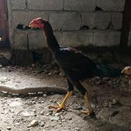 جوجه لاری 9ماه