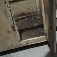 قفس.جوجه لاری.عروس هلندی