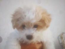 واگذاری سگ مالتیپو در شیپور