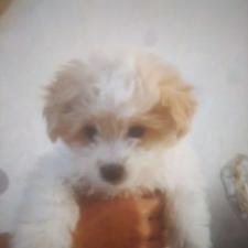 واگذاری سگ مالتیپو