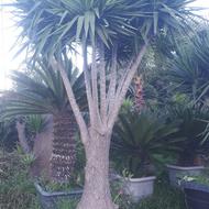 فروش گل یوکا سیکاس شمشیری استر پالم