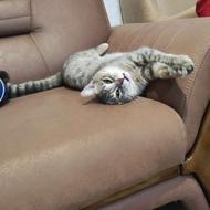 واگذاری گربه