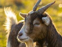 فروش 18 راس بزغاله ماده دونه ای 7نیم در شیپور