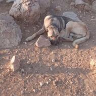 این سگ گم شده است درحوالی شاهین دژ