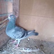 یک کبوتر ماده بغدادی اصیل پلاکی عالی