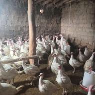 بوقلمون بیوتی