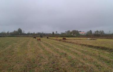 2500مترزمین مزروعی جاده گسکرمحله به رحیم اباد