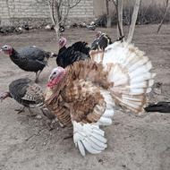 بوقلمون طبیعی نر و ماده.