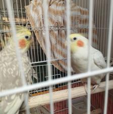 عروس هلندی رام و دستی با لوازم