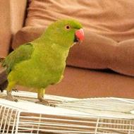 ملنگو 8 ماهه(معاوضه با عروس هلندی)