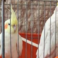 عروس هلندی لوتینو مولد