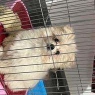 پامر خرسی واگذاری