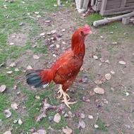 سلام قیمت گذاشتم