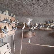 عروس هلندی مازندران