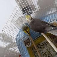 عروس هلندی جفت