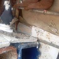 یه جفت سرخ و یه جفت طوقی