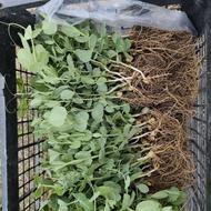 فروش نهال نخود فرنگی