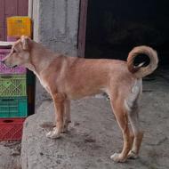 واگذاری سگ سرابی