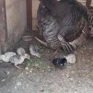 جوجه بوقلمون