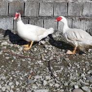 اردک اسرائیلی نر