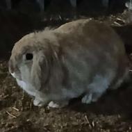 خرگوش لوپ جفت عالی